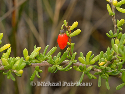 Carolina Wolf-berry (Lycium carolinianum)